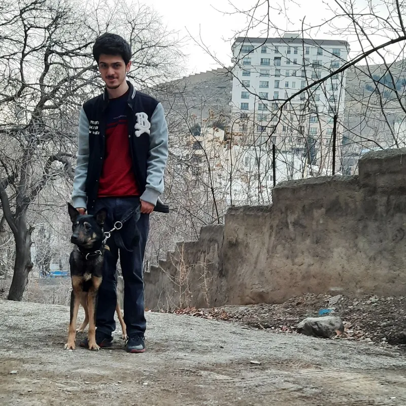 My Dogs